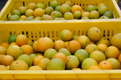 黄坑贡柑放塑料框里