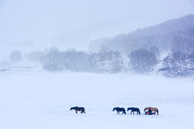 中国内蒙古赤峰坝上雪中马群