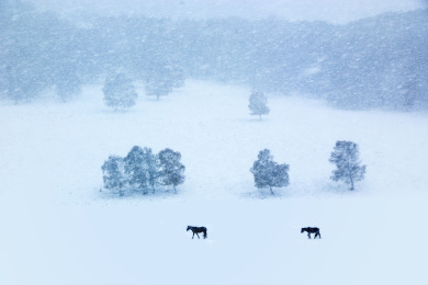 中国内蒙古赤峰坝上雪中马群