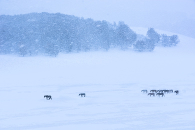 中国内蒙古赤峰坝上雪中马群