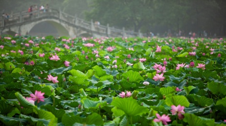 绿色荷叶与荷花