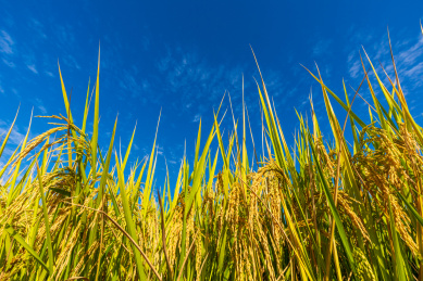 秋天丰收的水稻一片金黄色