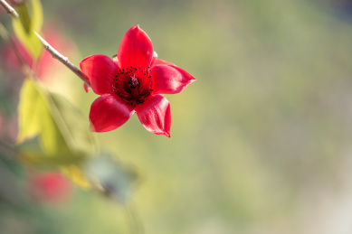 春天里美丽鲜艳的广州市花木棉花。