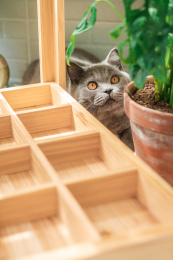 室内绿植小景拍摄