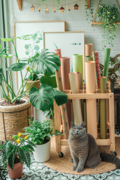 室内绿植小景拍摄