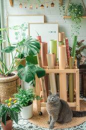 室内绿植小景拍摄