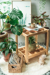 室内绿植小景拍摄