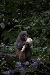 吃玉米的猴子