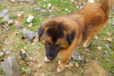 眯着眼的小黄狗