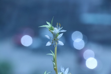 金心吊兰的白色花朵特写