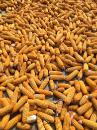 阳光下晾晒的玉米棒子