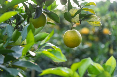 果树上即将成熟的纽荷尔脐橙特写