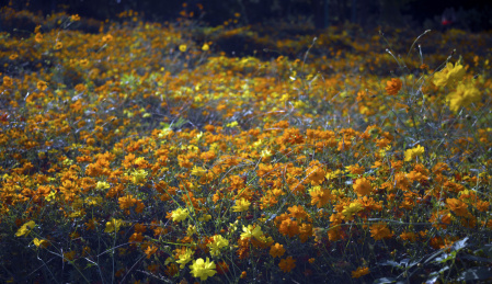 中国浙江省兰溪市中洲公园一片波斯菊