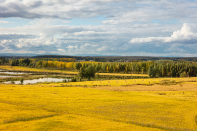 吉林松原秋季丰收的水稻田风光
