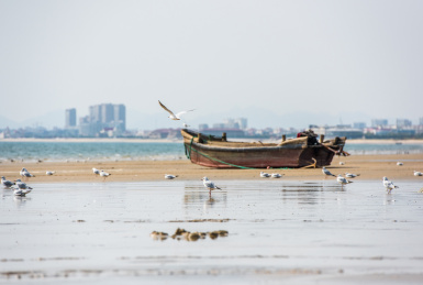 海鸟沙滩与渔船