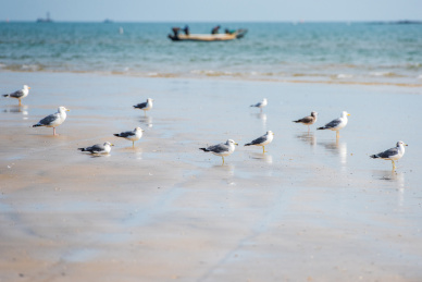 海滩上的海鸥