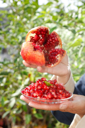 手上拿着一个掰开的突尼斯软籽石榴