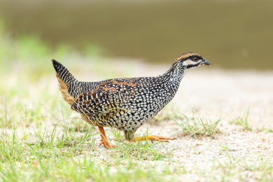 在矮小山岗灌木林及岩坡上活动的中华鹧鸪