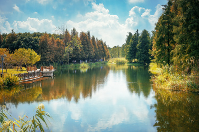 中国上海青浦郊野公园水上森林秋天美景