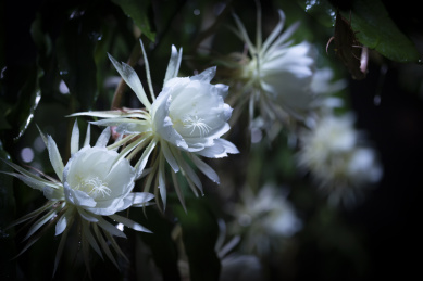 雨夜里盛开的洁白昙花特写，福建龙岩