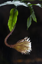 雨夜里一朵昙花侧面特写，福建龙岩
