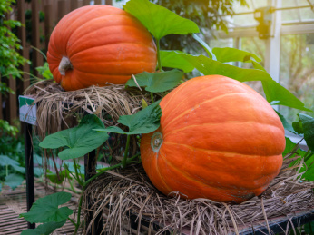 农场里刚刚采摘的两个橙色的大南瓜