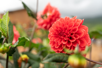 红色大丽花，红色天竺牡丹