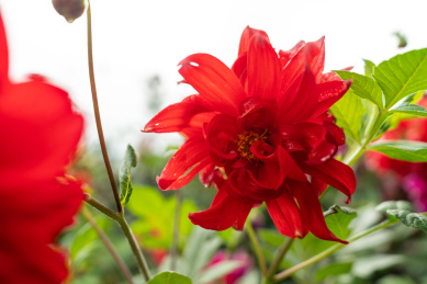 红色大丽花，红色天竺牡丹