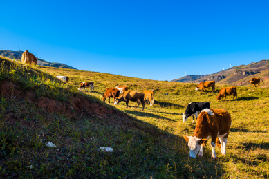 张家口蔚县空中草原