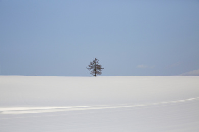 日本北海道札幌雪景孤单的树天际线白雪覆盖