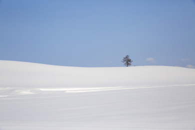 日本北海道札幌雪景孤单的树天际线白雪覆盖