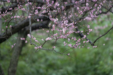 背景虚化的一树红色梅花特写