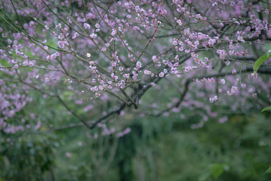 背景虚化的一树红色梅花特写