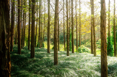 逆光下的初秋丛林