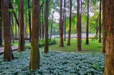 中国广州麓湖公园树林草坪风景