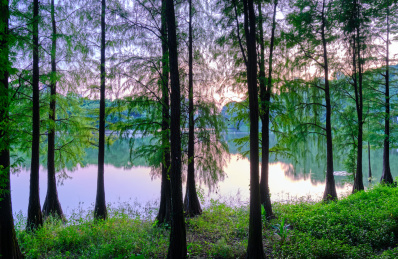 中国广州麓湖公园树林湖泊风景