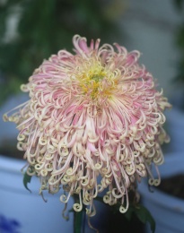 粉红重瓣菊花 