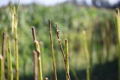 芝麻收获后留下的局部秸秆