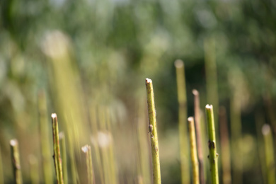 芝麻收获后留下的局部秸秆