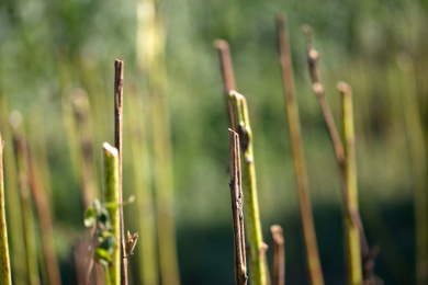 芝麻收获后留下的局部秸秆