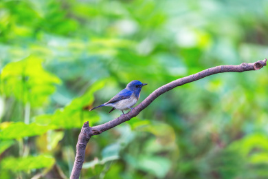 栖息于低矮灌丛，从地面捕食昆虫的中华仙鹟
