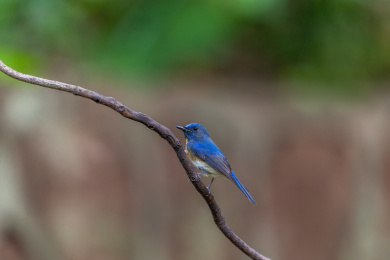 栖息于低矮灌丛，从地面捕食昆虫的中华仙鹟