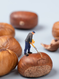 糖炒板栗用工具剥壳的工人迷你小人