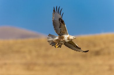 一只老鹰在半空中飞翔