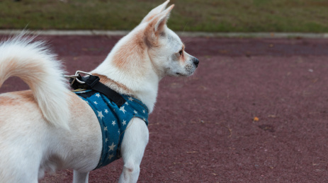 户外人行步道上散步中的白狗