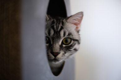 家猫，虎斑美短日常生活照
