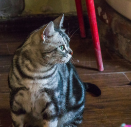 美短虎斑花纹猫
