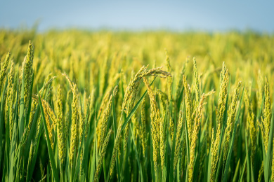 东北八月份颗粒饱满的水稻