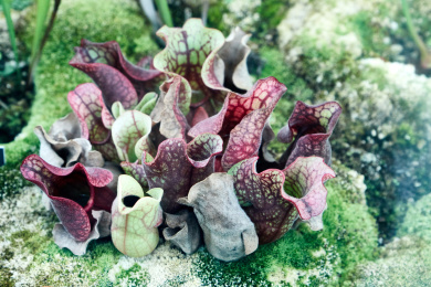 热带植物一片捕蝇草