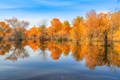 中国甘肃省酒泉市金塔胡杨林
